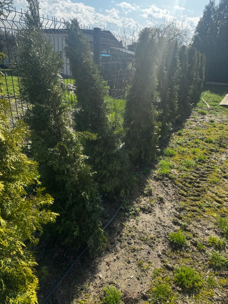 Ogród przed zmianami – tuja i trawa